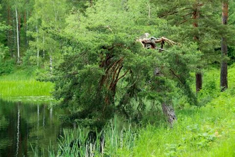 Tree struck by lightning Stock Photos