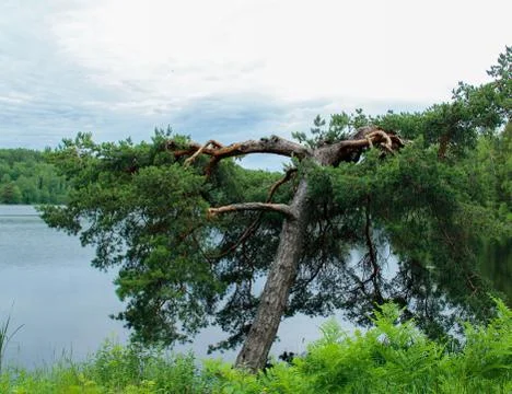 Tree struck by lightning Stock Photos