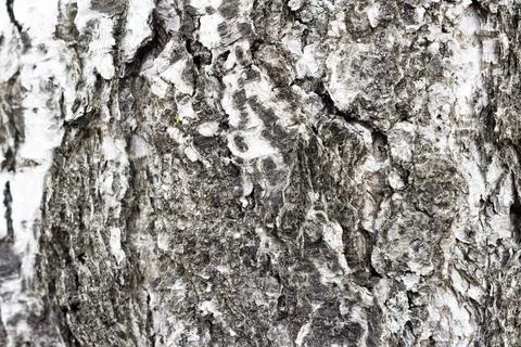 Tree structure. Close-up. Stock Photos