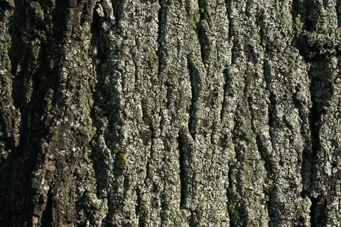 Tree structure. Macro. Foto stock