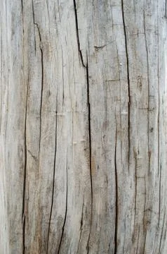 Tree structure. Macro. Stock Photos