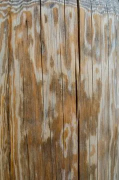 Tree structure. Macro Stock Photos