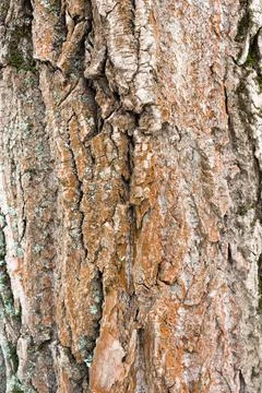 Tree structure. Macro. Stock Photos