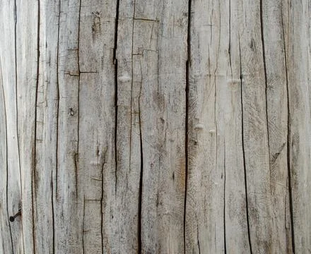 Tree structure. Macro. Stock Photos