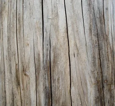 Tree structure. Macro Stock Photos