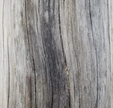 Tree structure. Macro Stock Photos