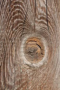 Tree structure Stock Photos