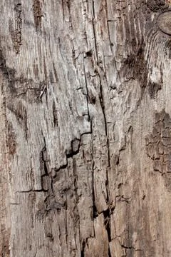 Tree structure Stock Photos