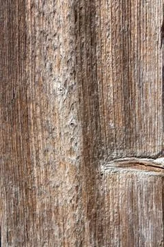 Tree structure Stock Photos