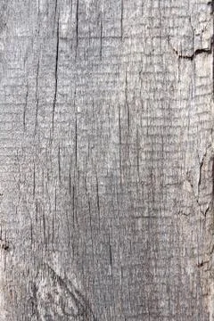 Tree structure Stock Photos