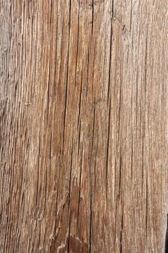 Tree structure Stock Photos