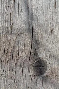 Tree structure Stock Photos