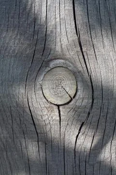 Tree structure Stock Photos