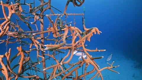 Tree structures for growing coral in an attempt to regenerate the reef Stock Footage 164227210