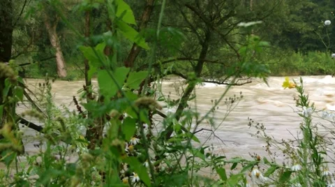 Tree struggles in the water 스톡 동영상 40615585