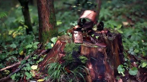 Tree Stub And Bark Video stock 8977447
