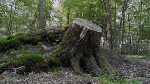 Tree stub Stock Footage 78064992