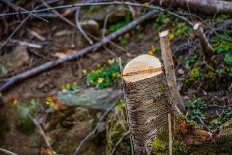 Tree stub in a forest that has been cleared Stock Photos