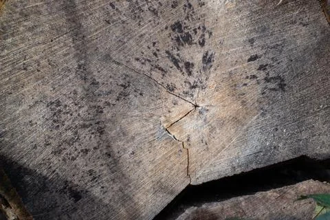 Tree stub texture background Stock Photos