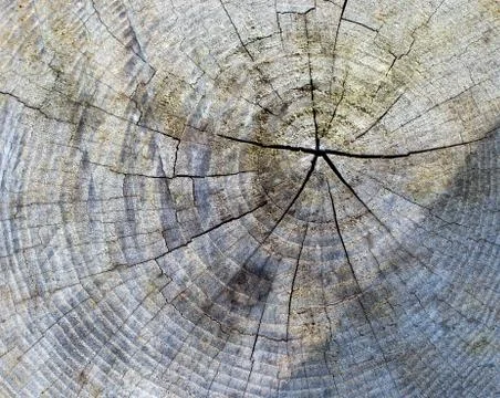 Tree stub texture background Stock Photos