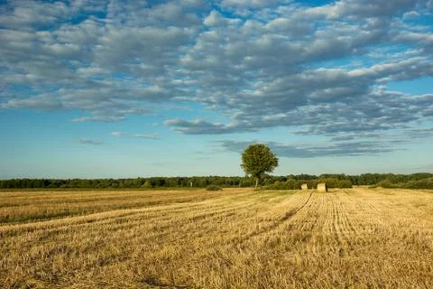Tree on stubble and clouds on blue sky Stock Photos