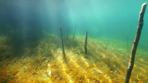 Tree stubs and sun beams at the bottom of old quarry filled with water Stock Footage 156792792