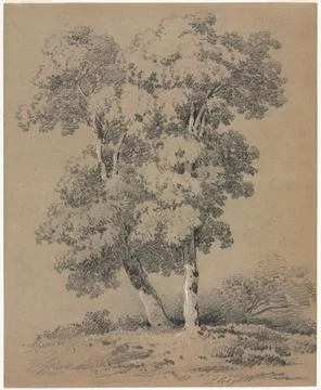 Tree Study, 19th century. Jules Coignet (French, 1798-1860). Graphite with .. Stock Illustration
