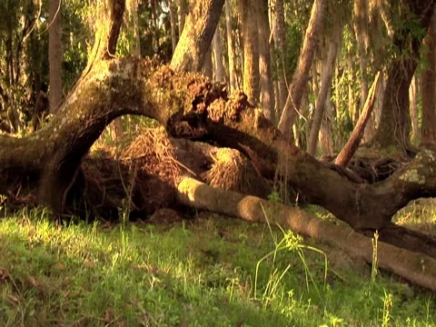 Tree Stump 1 Stock Footage 8691388