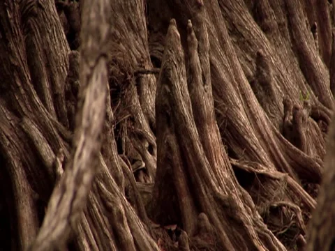 Tree Stump 2 Stock Footage 8693701