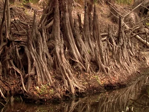 Tree Stump 3 Stock Footage 8698523