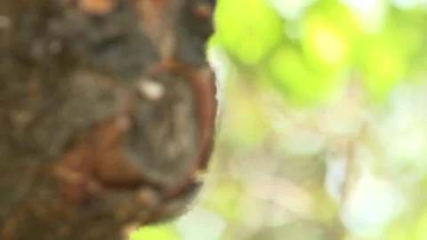 Tree stump 4 Stock Footage 325629834