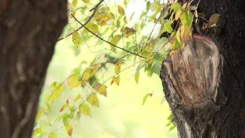 Tree stump 6 Stock Footage 325629837