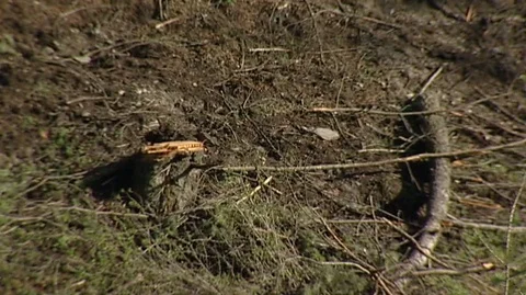 Tree Stump After Logging Stock Footage 92968261