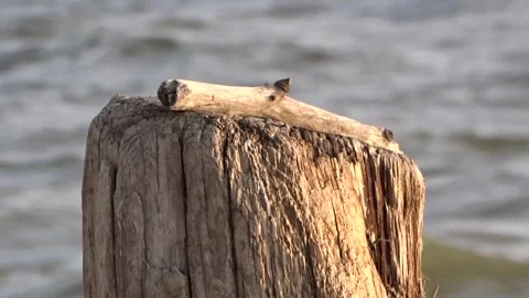 A tree stump against the background of waves Stock Footage 281228317