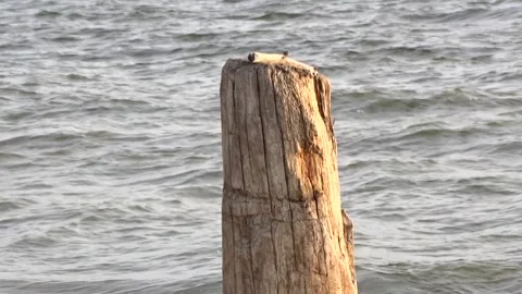 A tree stump against the background of waves Stock Footage 281228859
