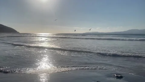 Tree Stump and Beach HD Stock Footage 175491033