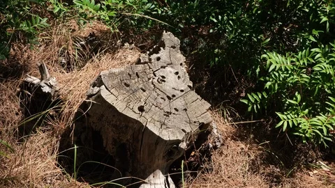 Tree stump and dry pine needles 库存影片 116829986