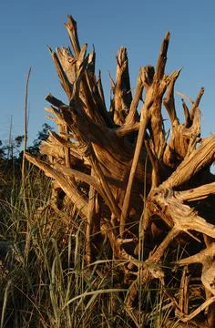 Tree stump and grasses, Cabbage Island, Southern Gulf Islands, British Columb Foto stock