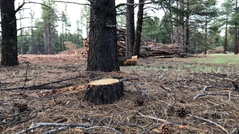 Tree Stump and Logging Debris in a Forest Clearing Stock Footage 294727926