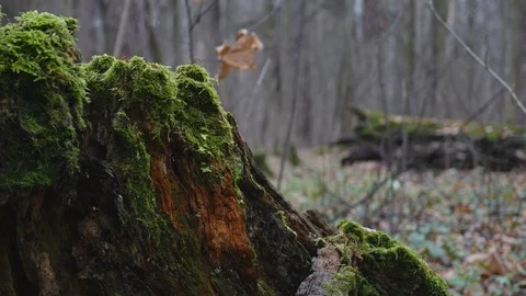 Tree Stump And Old Fallen Tree Moss Covered In The Late Autumn Forest Panning Sl Stock-Footage 119713172