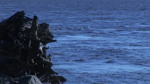 Tree stump and river 스톡 동영상 7751828