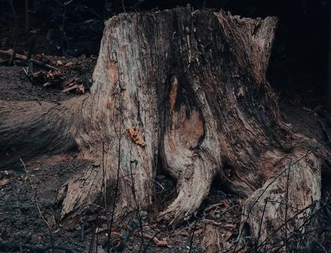Tree Stump and Small Area Land Clearing Stock Photos