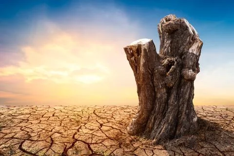 Tree stump on arid ground Stock Photos