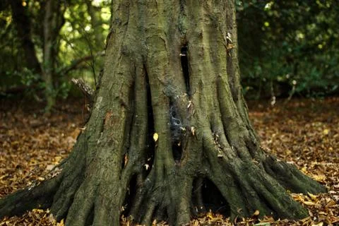 Tree stump in autumn forest Stock Photos