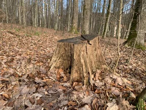 Tree Stump in Autumn Forest Stock Photos