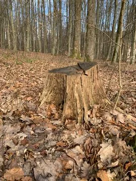 Tree Stump in Autumn Forest Stock Photos
