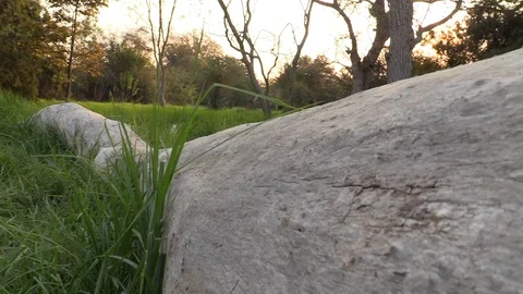 Tree stump - B-roll Stock Footage 109627046