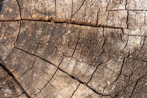 Tree stump background. Brown cracked and cut Wooden texture pattern background. Stock Photos