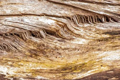Tree stump background Stock Photos