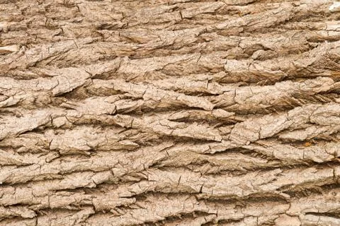 Tree stump background Stock Photos